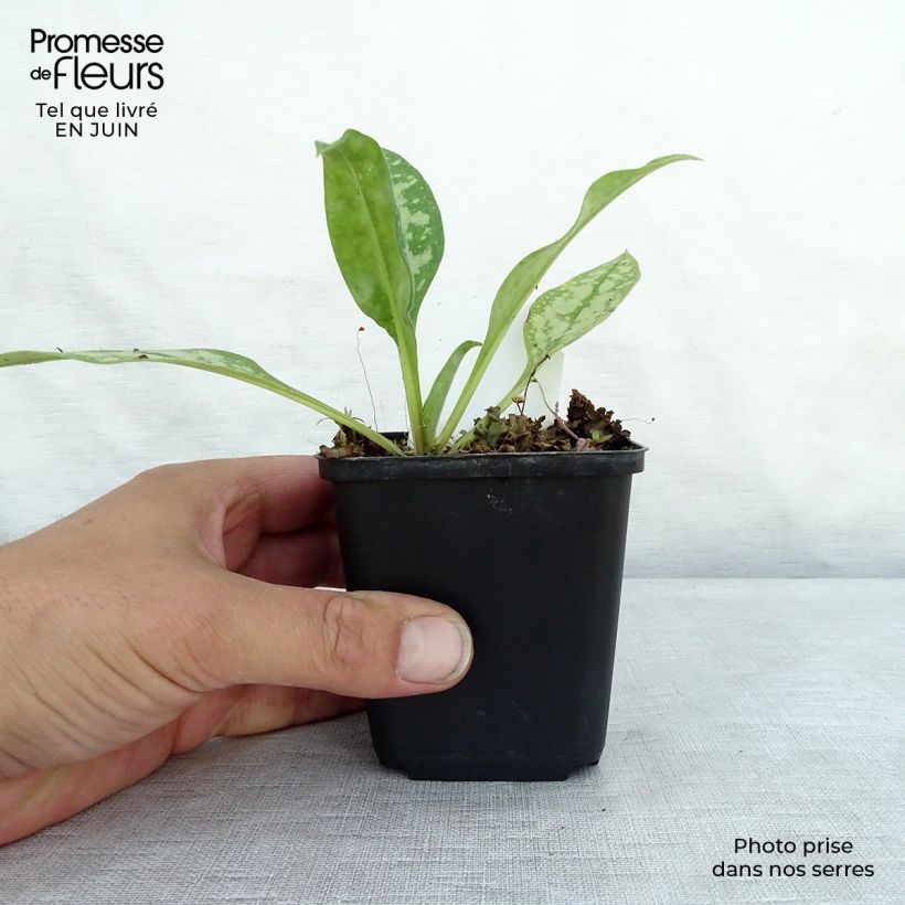Exemplar von Lungenkraut Opal - Pulmonaria Kleine Töpfe von 8/9 cm wie im Sommer geliefert