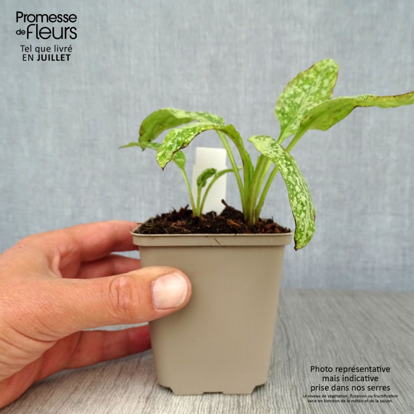Exemplar von Lungenkraut Mrs Moon - Pulmonaria Kleine Töpfe von 8/9 cm wie im Sommer geliefert