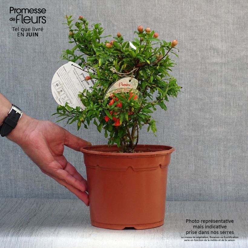 Exemplar von Granatapfelbaum Nana - Punica granatum Topf mit 2L/3L wie im Sommer geliefert