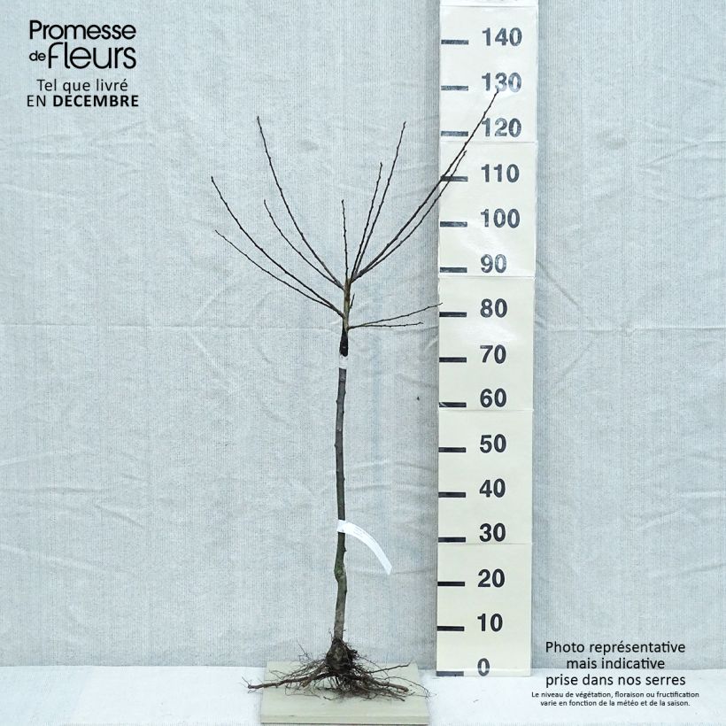 Exemplar von Pflaume Dorée ou verte Reneklode - Prunus domestica Wurzelnackt, Gobelet-Form wie im Winter geliefert
