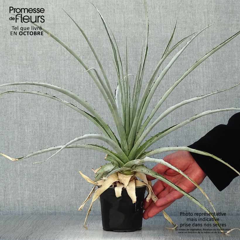 Exemplar von Puya castellanosii Topf 12 cm / 13 cm wie im Herbst geliefert