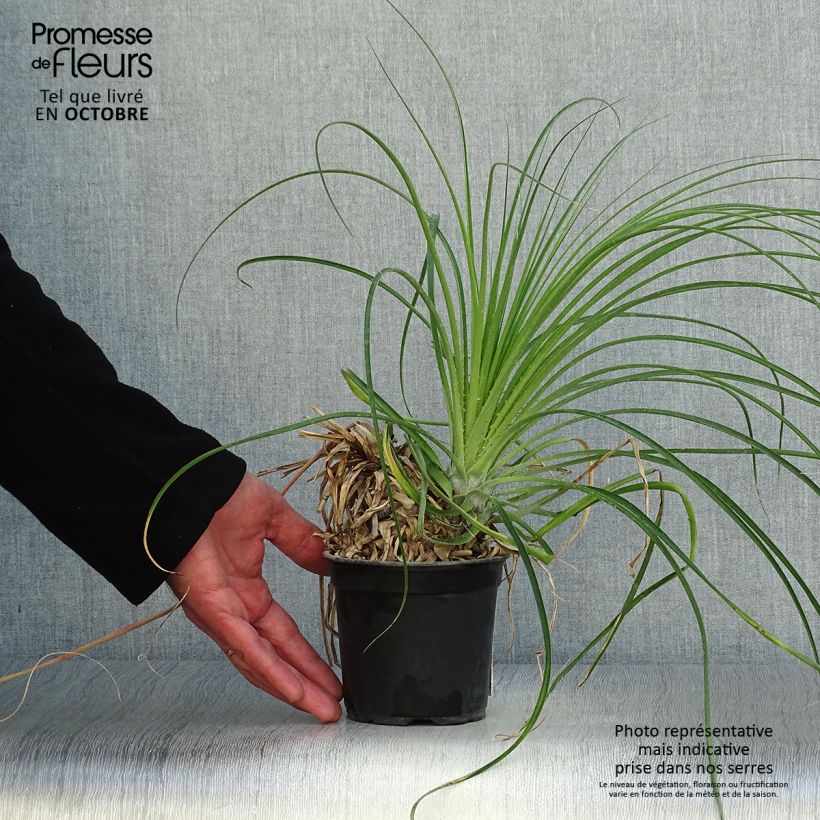 Exemplar von Puya mirabilis Topf 12 cm / 13 cm wie im Herbst geliefert