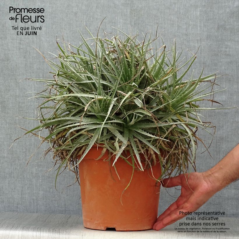 Exemplar von Puya venusta Topf mit 7,5L/10L wie im Sommer geliefert