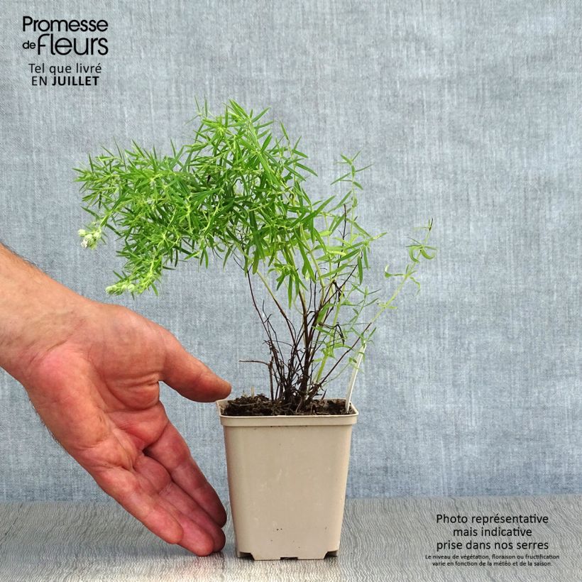 Exemplar von Amerikanische Bergminze - Pycnanthemum flexuosum Kleine Töpfe von 8/9 cm wie im Sommer geliefert