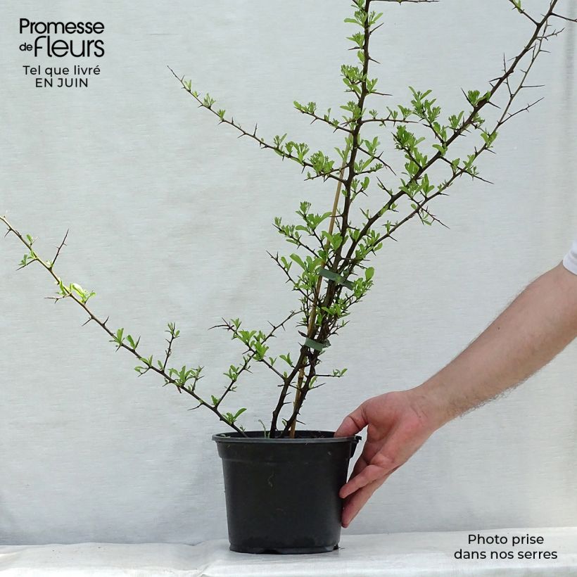 Exemplar von Feuerdorn Orange Glow - Pyracantha Topf mit 2L/3L wie im Sommer geliefert