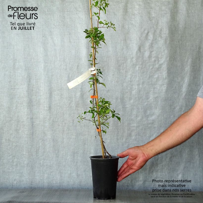 Exemplar von Feuerdorn SAPHYR Orange - Pyracantha coccinea Topf mit 2L/3L wie im Sommer geliefert
