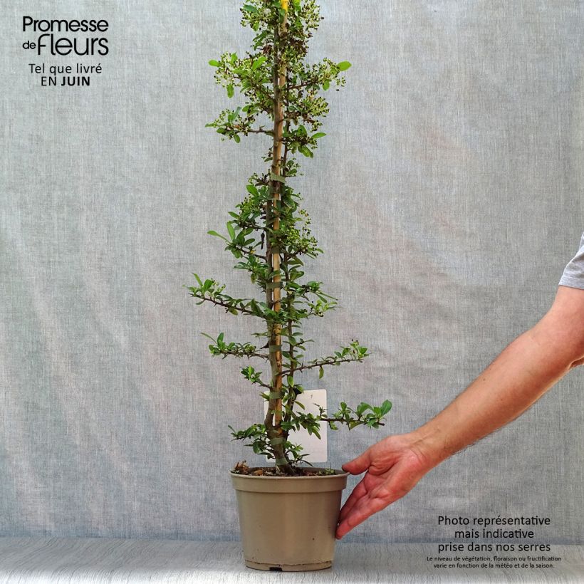 Exemplar von Feuerdorn Soleil d'or - Pyracantha Topf mit 2L/3LGelieferte Höhe ca. 60/80cm wie im Sommer geliefert