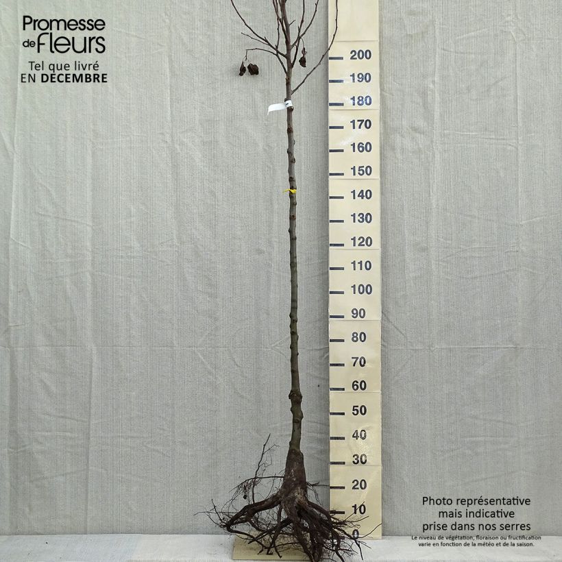 Exemplar von Chinesische Wildbirne Chanticleer - Pyrus calleryana Wurzelnackt wie im Winter geliefert