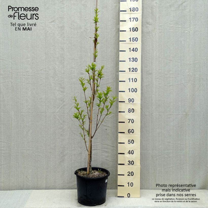 Exemplar von Quercus warei Windcandle - Eiche Topf mit 12L/15LGelieferte Höhe ca. 150/175cm wie im Frühjahr geliefert