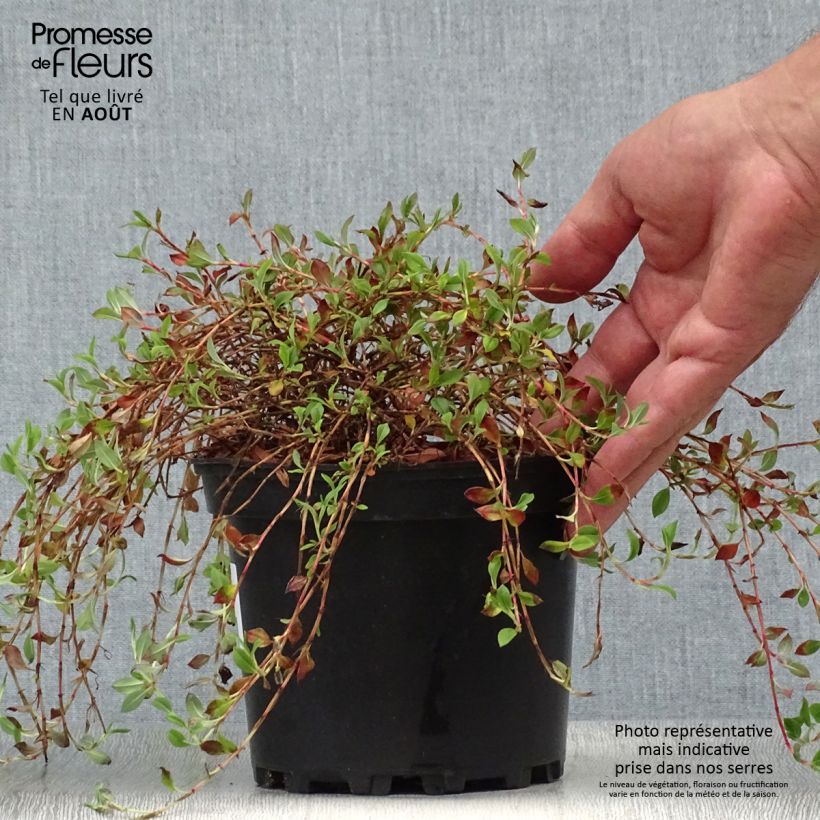 Exemplar von Schlangen-Knöterich - Persicaria vacciniifolia Topf mit 2L/3L wie im Sommer geliefert