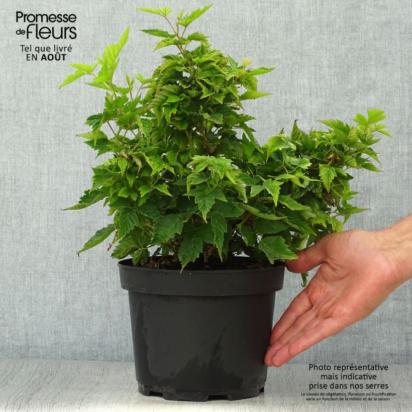 Exemplar von Rubus spectabilis Olympic Double - Pracht-Himbeere Topf mit 3L/4L wie im Sommer geliefert