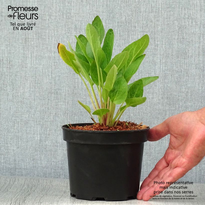 Exemplar von Garten-Sonnenhut Green Wizard - Rudbeckia occidentalis Topf mit 2L/3L wie im Sommer geliefert