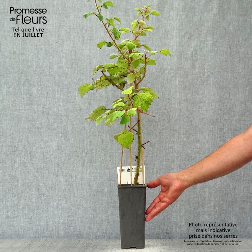 Exemplar von Japanische Weinbeere Raisin du Japon - Rubus phoenicolasius Topf mit 1,5L/2L, Strauch/Busch, mehrstämmig wie im Sommer geliefert