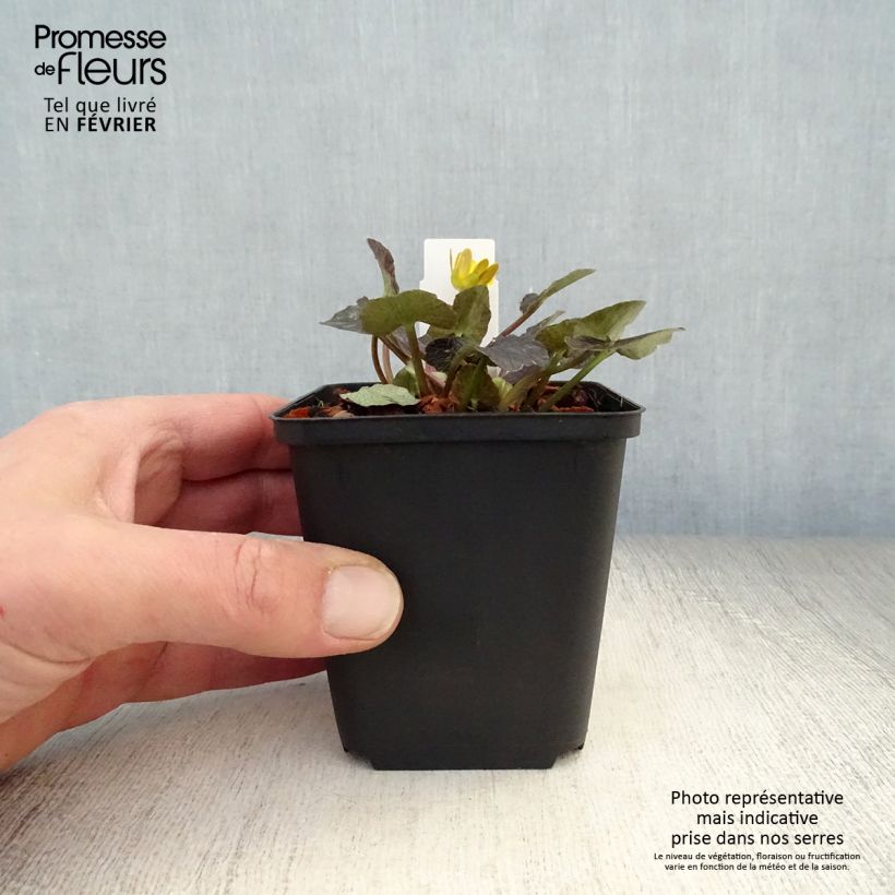 Exemplar von Scharbockskraut Brazen Hussy - Ranunculus ficaria Kleine Töpfe von 8/9 cm wie im Winter geliefert