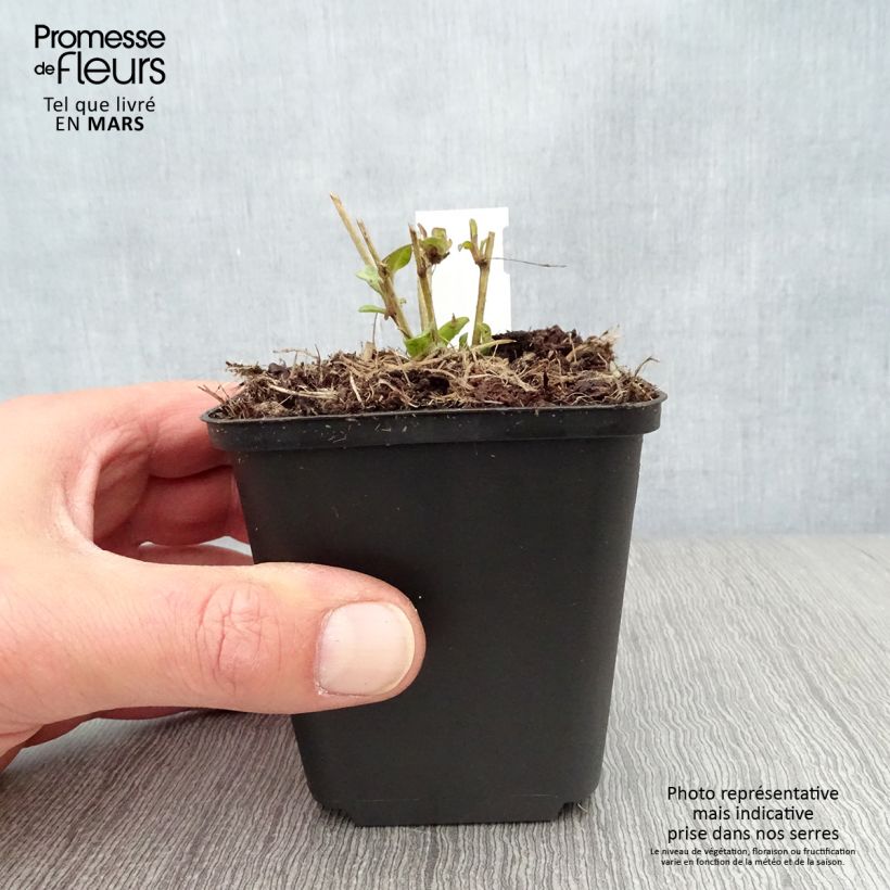 Exemplar von Ratibida columnifera Pulcherrima - Präriesonnenhut Kleine Töpfe von 8/9 cm wie im Frühjahr geliefert