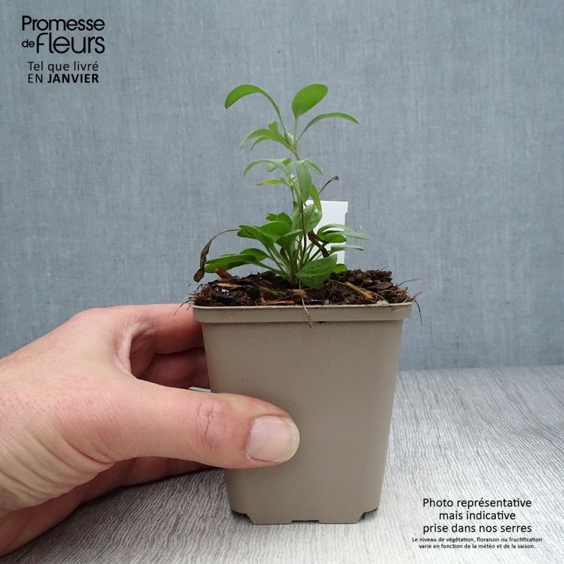 Exemplar von Ratibida columnifera Red Midget - Präriesonnenhut Kleine Töpfe von 8/9 cm wie im Winter geliefert