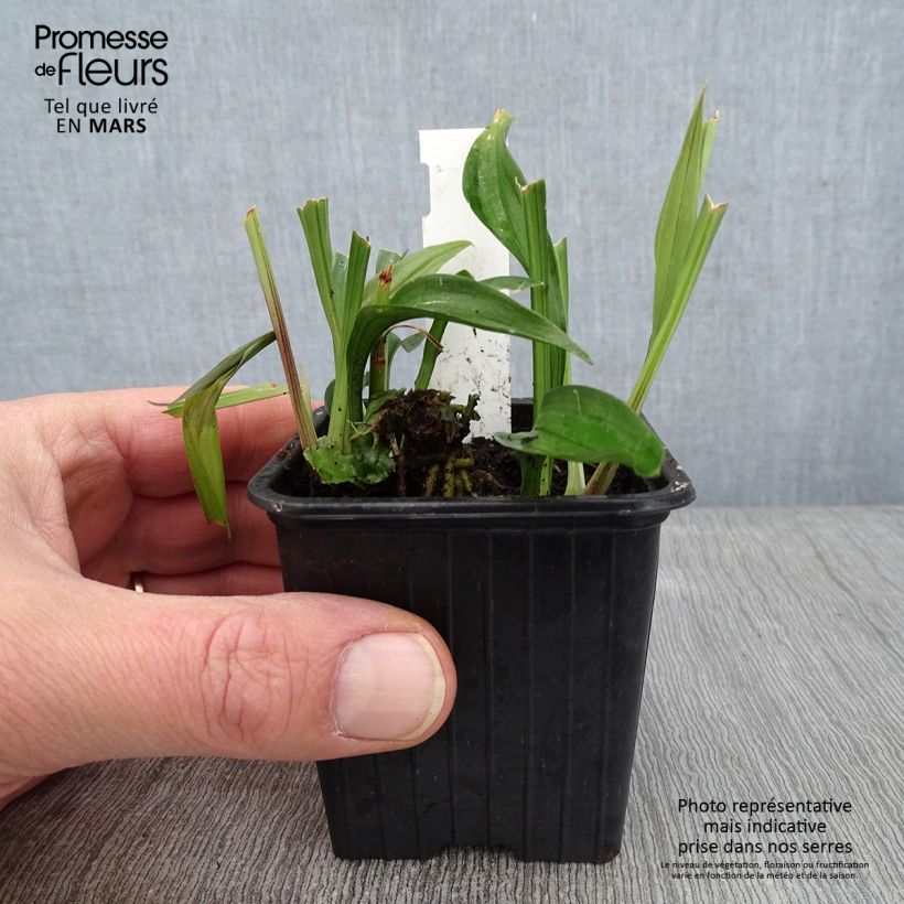 Exemplar von Reineckea carnea Kleine Töpfe von 8/9 cm wie im Winter geliefert