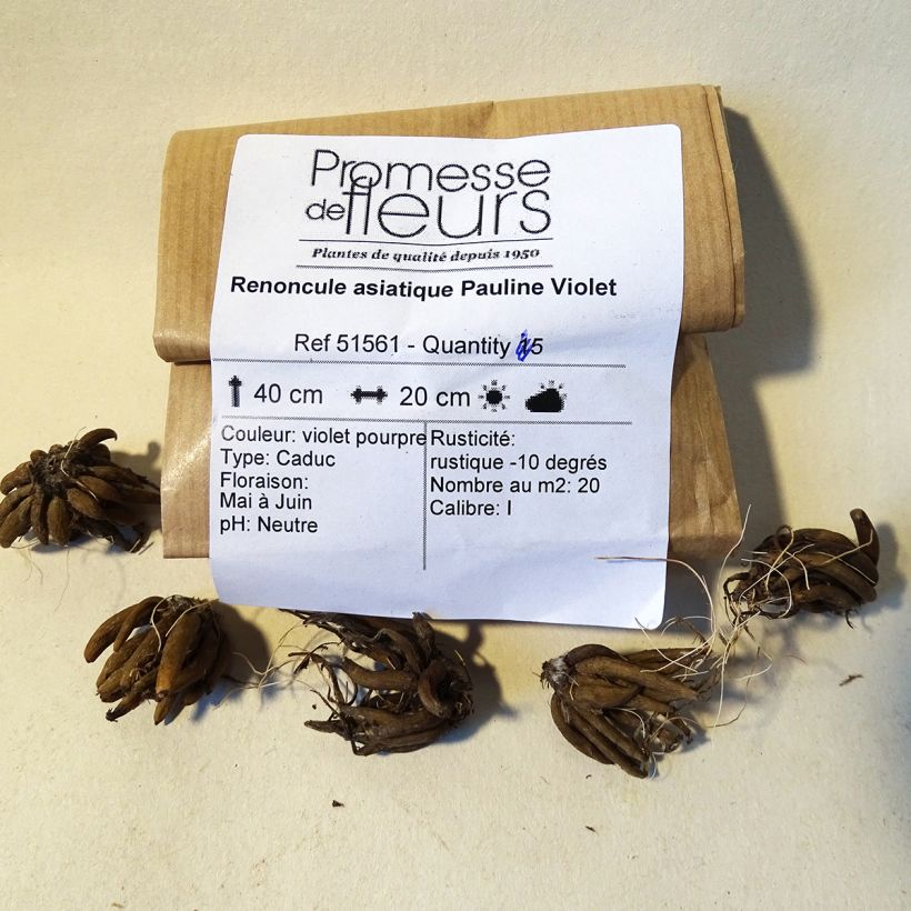 Beispiel eines Exemplars von Ranunkel Pauline Violet - Ranunculus Zwiebel Kaliber/Größe 8+ wie geliefert