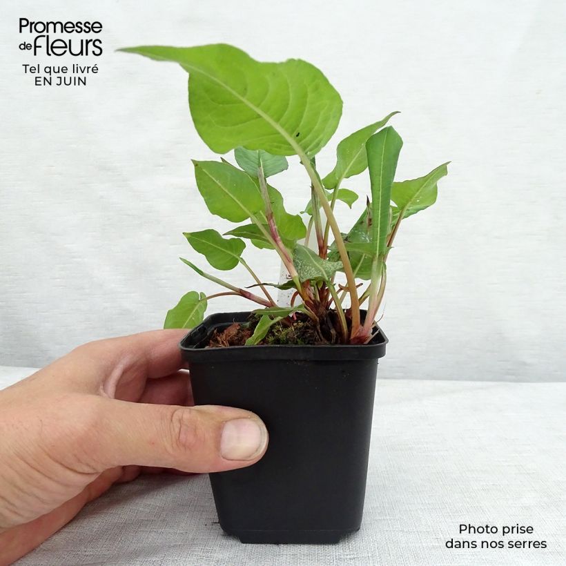 Exemplar von Kerzenknöterich Dikke Floskes - Bistorta amplexicaulis Kleine Töpfe von 8/9 cm wie im Sommer geliefert