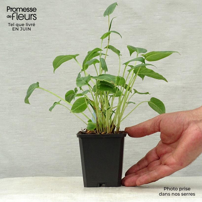 Exemplar von Kerzenknöterich Inverleith - Bistorta amplexicaulis Kleine Töpfe von 8/9 cm wie im Sommer geliefert