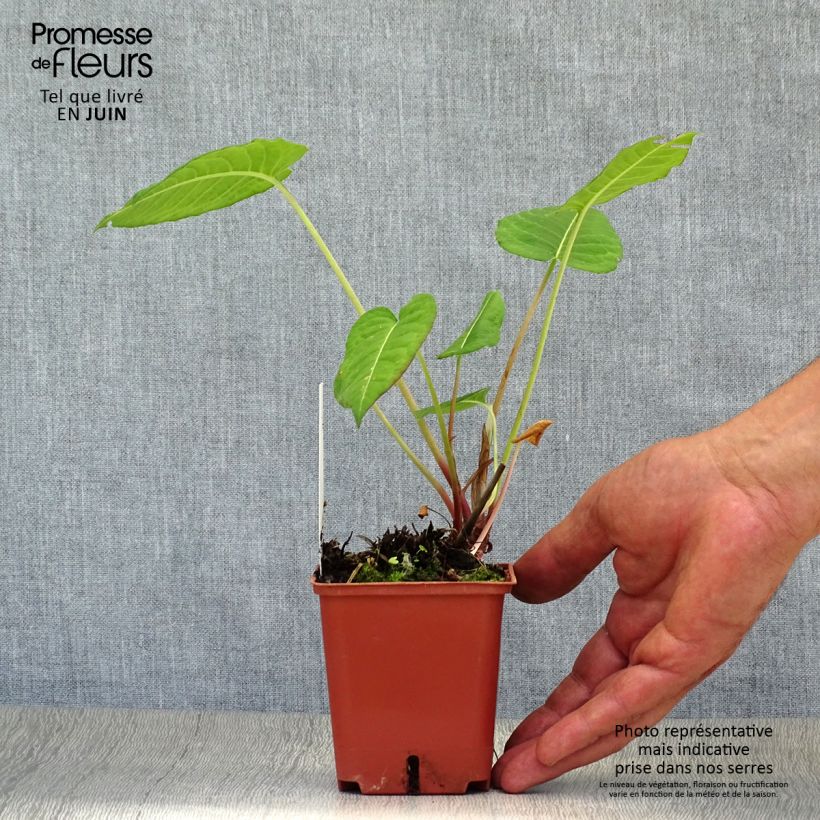 Exemplar von Kerzenknöterich JS Caliente - Bistorta amplexicaulis Kleine Töpfe von 8/9 cm wie im Sommer geliefert