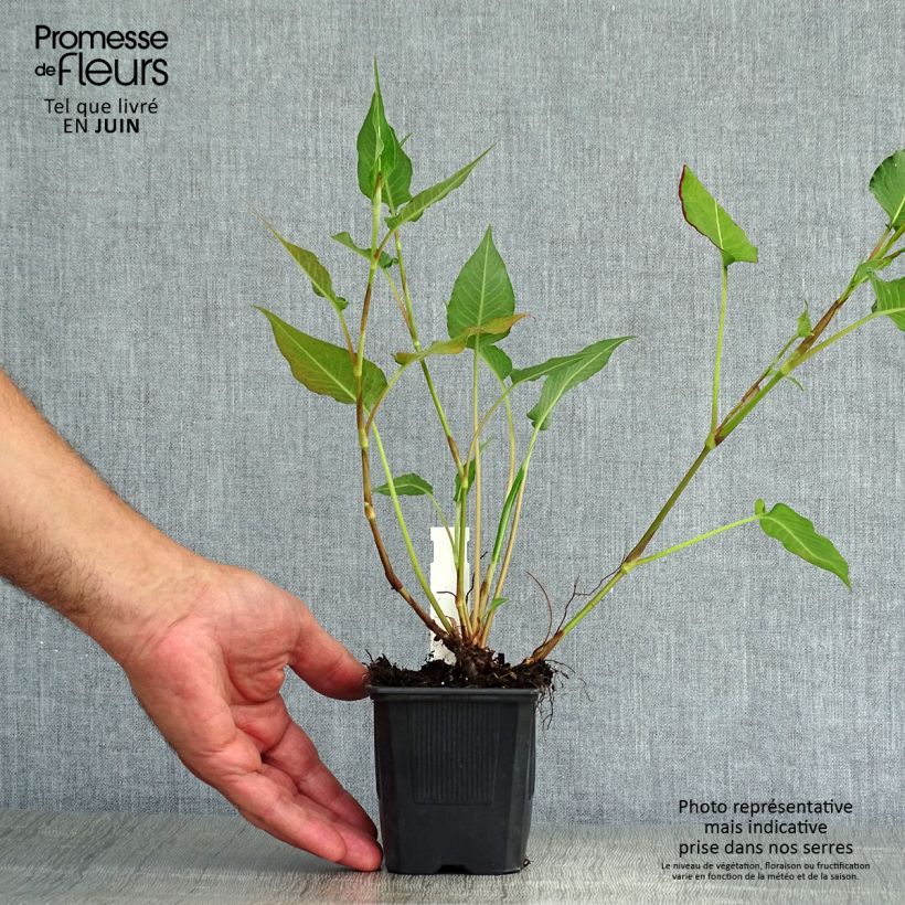 Exemplar von Kerzenknöterich Orange Field - Bistorta amplexicaulis Kleine Töpfe von 7/8 cm wie im Sommer geliefert