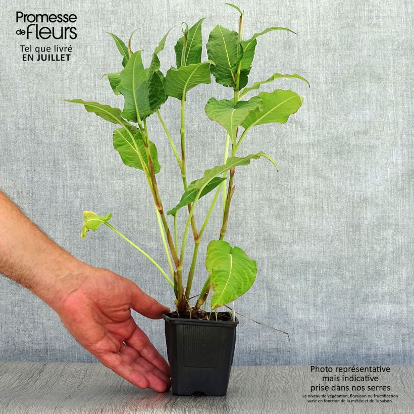 Exemplar von Kerzenknöterich Rosea - Bistorta amplexicaulis Kleine Töpfe von 8/9 cm wie im Sommer geliefert