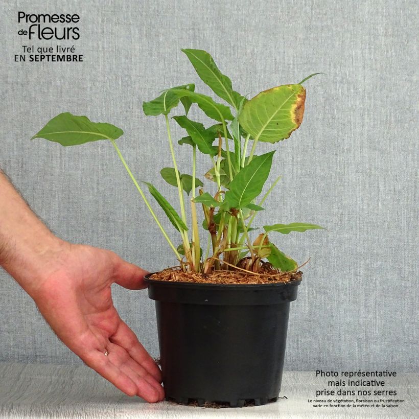 Exemplar von Kerzenknöterich Rosea - Bistorta amplexicaulis Topf mit 2L/3L wie im Sommer geliefert