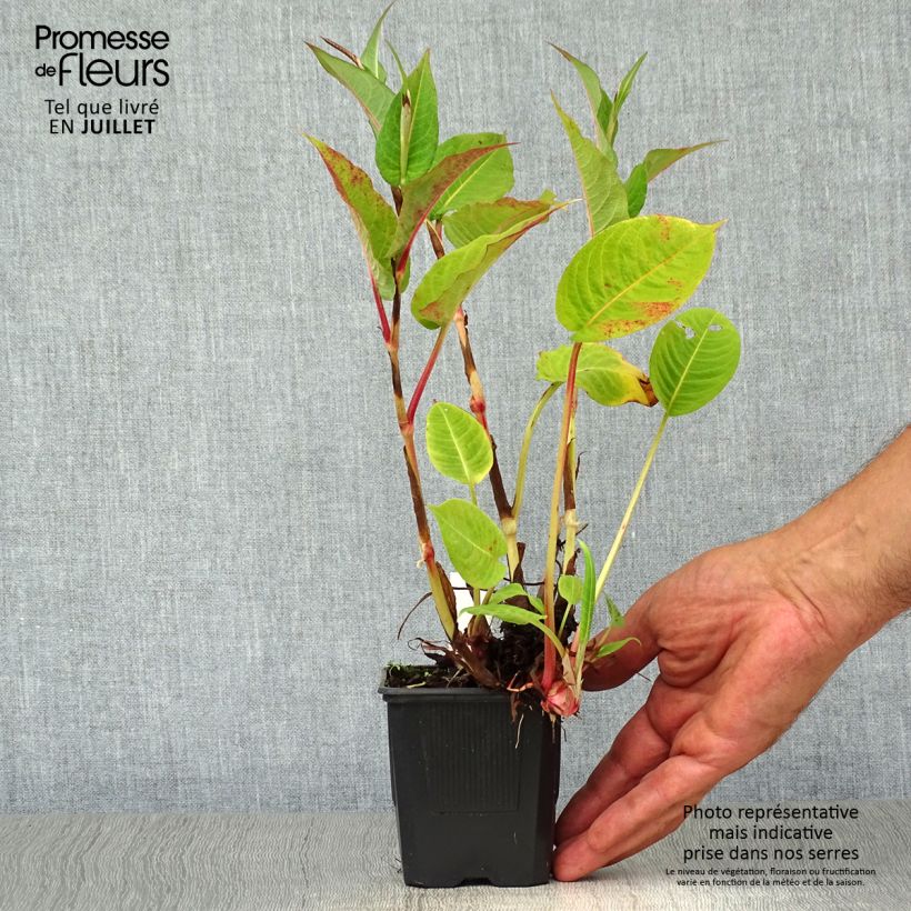 Exemplar von Kerzenknöterich Taurus - Bistorta amplexicaulis Kleine Töpfe von 8/9 cm wie im Sommer geliefert