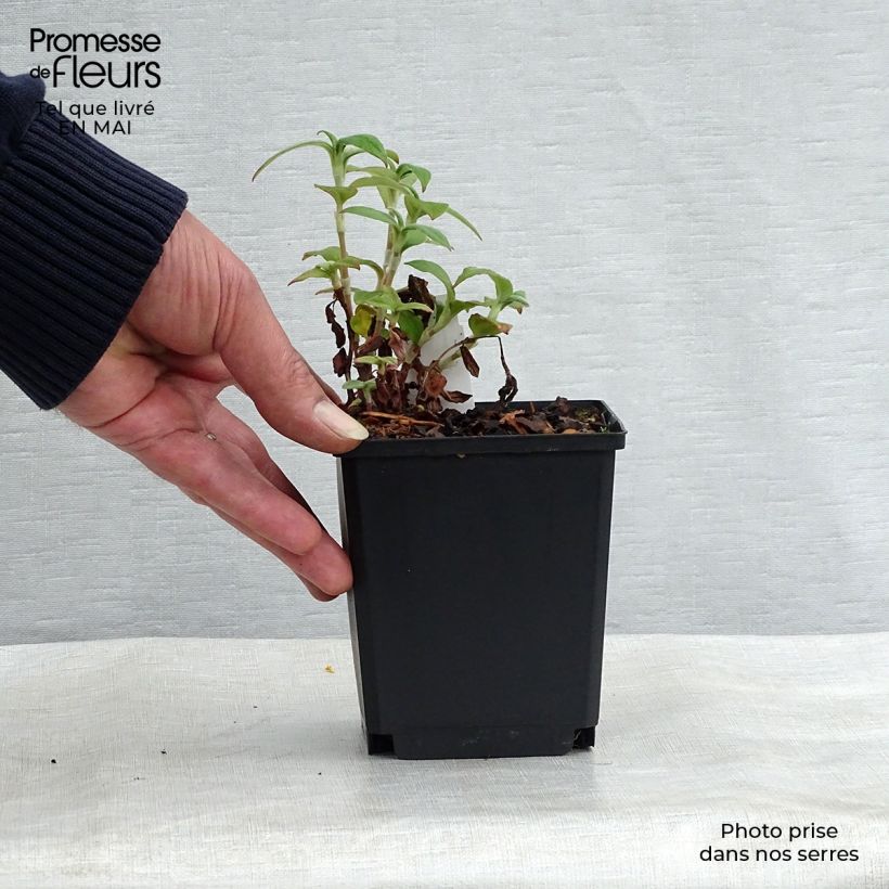 Exemplar von Himalaja-Glocken-Knöterich - Persicaria campanulata Kleine Töpfe von 8/9 cm wie im Frühjahr geliefert