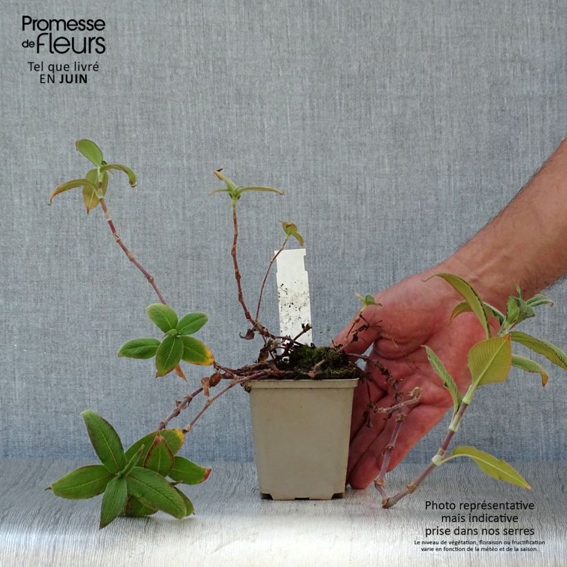 Exemplar von Himalaja-Glocken-Knöterich - Persicaria campanulata Kleine Töpfe von 8/9 cm wie im Sommer geliefert