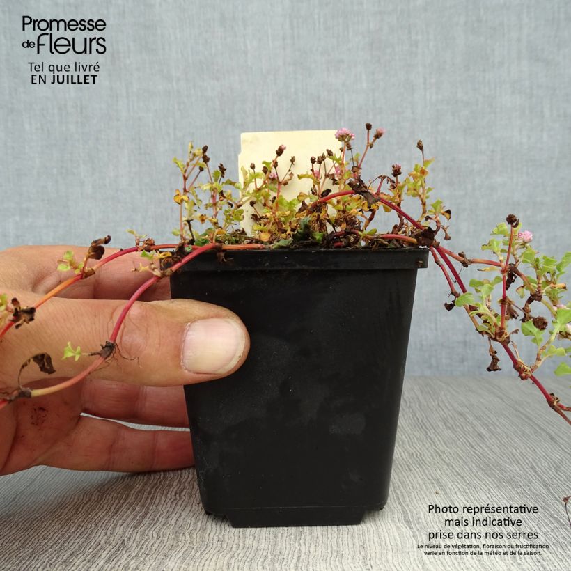 Exemplar von Knöterich Needham's Form - Persicaria runcinata Kleine Töpfe von 8/9 cm wie im Sommer geliefert