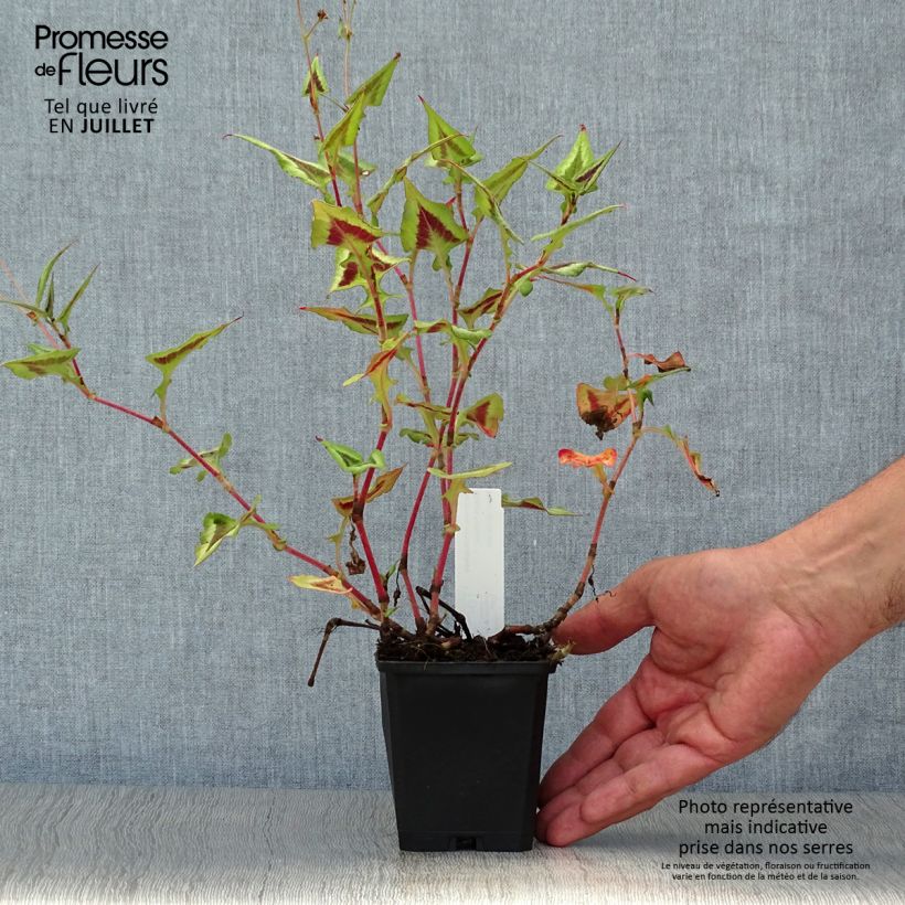 Exemplar von Knöterich Purple Fantasy - Persicaria runcinata Kleine Töpfe von 8/9 cm wie im Sommer geliefert