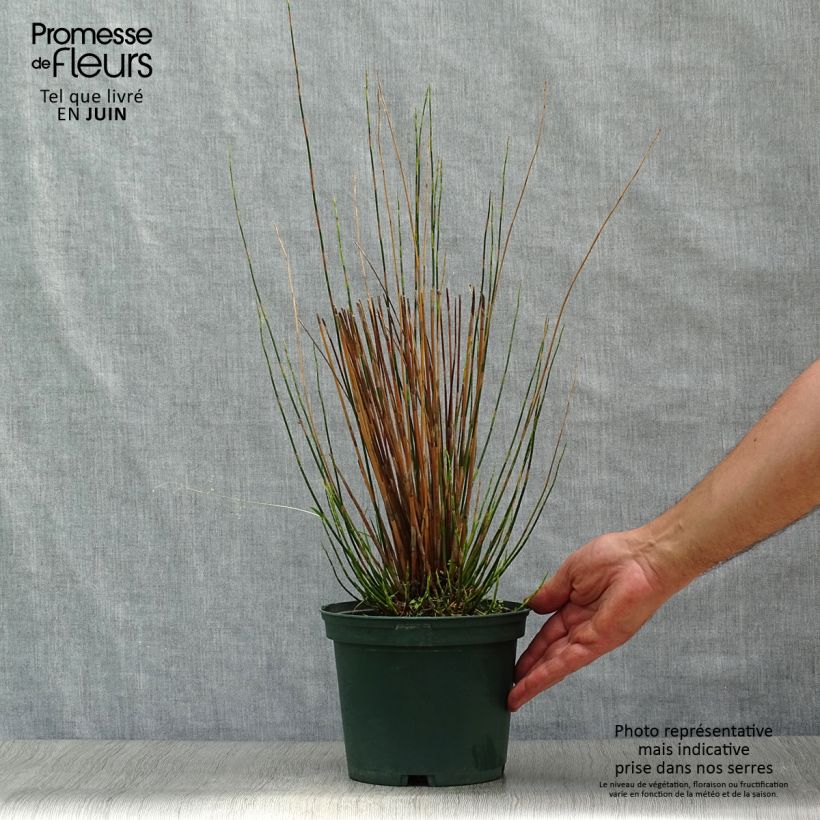 Exemplar von Restio tetraphyllus - Vierblättriger Restio Topf mit 2L/3L wie im Sommer geliefert