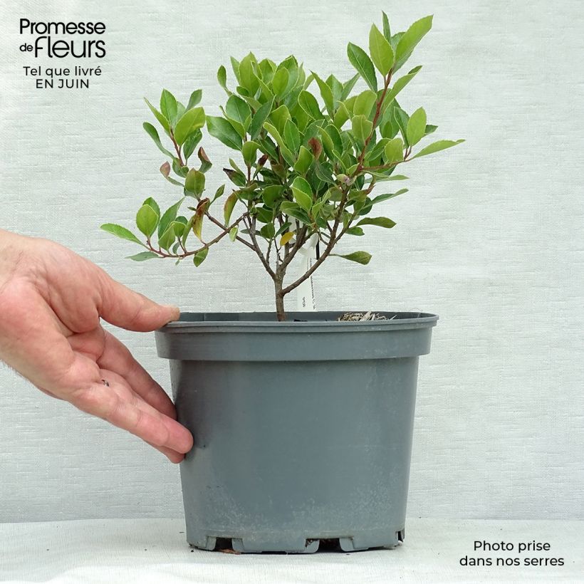 Exemplar von Rhamnus alaternus - Immergrüner Kreuzdorn Topf mit 2L/3L wie im Sommer geliefert
