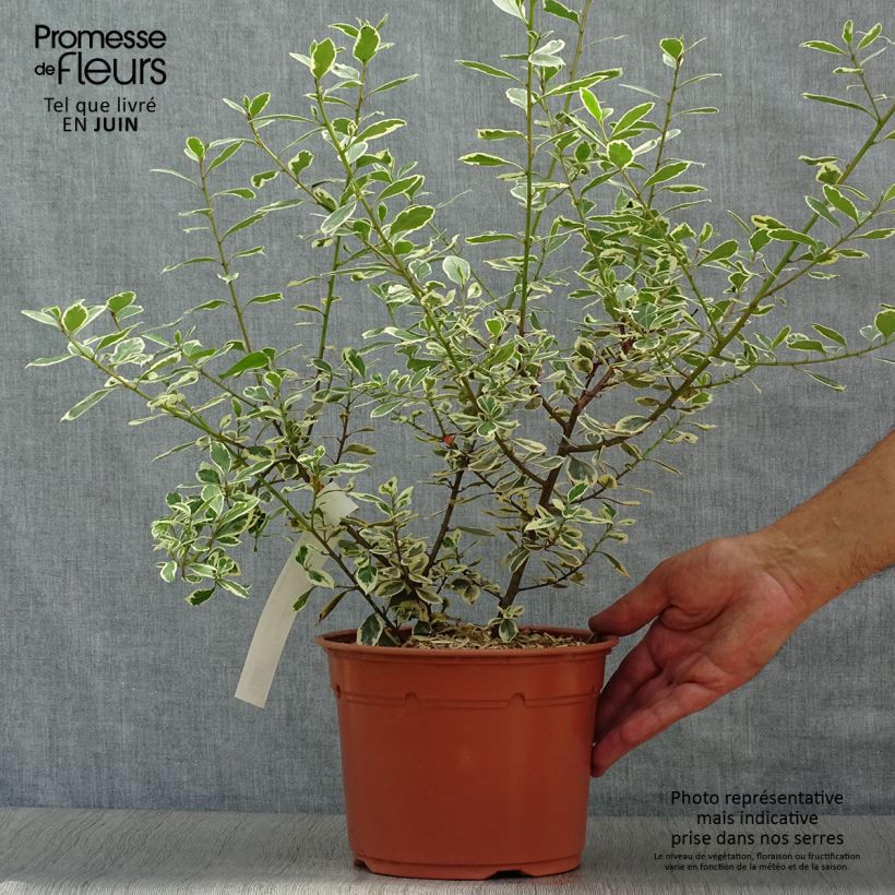 Exemplar von Rhamnus alaternus Argenteovariegata - Immergrüner Kreuzdorn Topf mit 2L/3L wie im Sommer geliefert