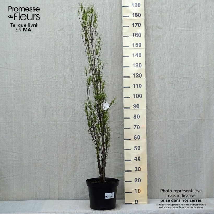 Exemplar von Rhamnus frangula Fine Line 'Ron Williams' - Faulbaum Topf mit 12L/15LGelieferte Höhe ca. 80/100cm wie im Frühjahr geliefert