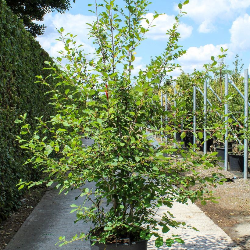 Exemplar von Rhamnus frangula - Faulbaum Topf mit 70L/75LGelieferte Höhe ca. 200/270cm wie im Frühjahr geliefert