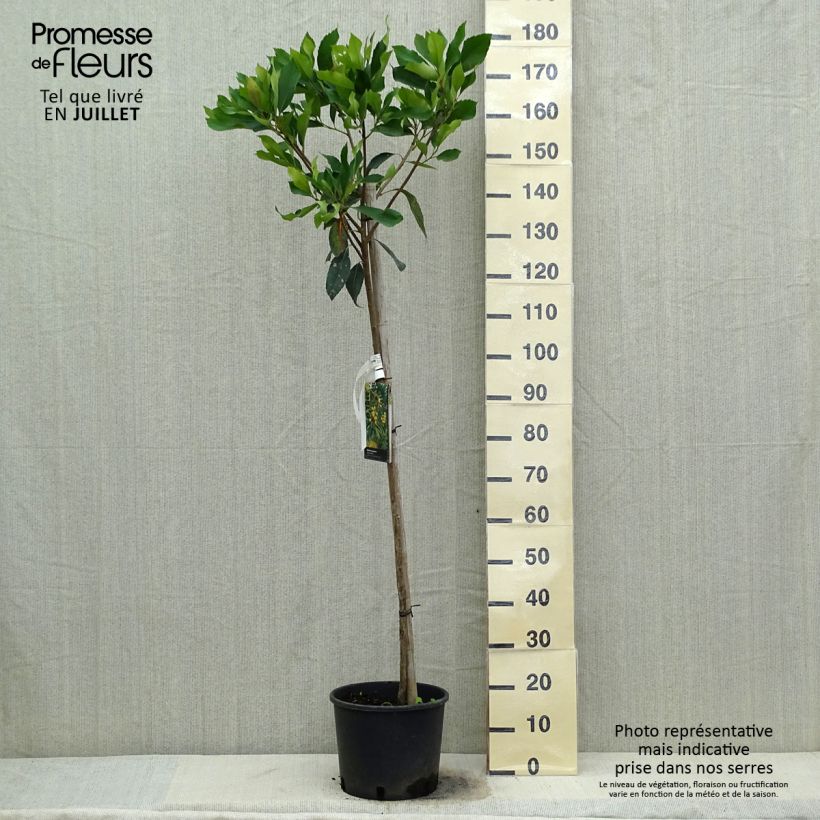 Exemplar von Rhaphiobotrya Coppertone - néflier hybride Pot de 10L tige wie im Sommer geliefert