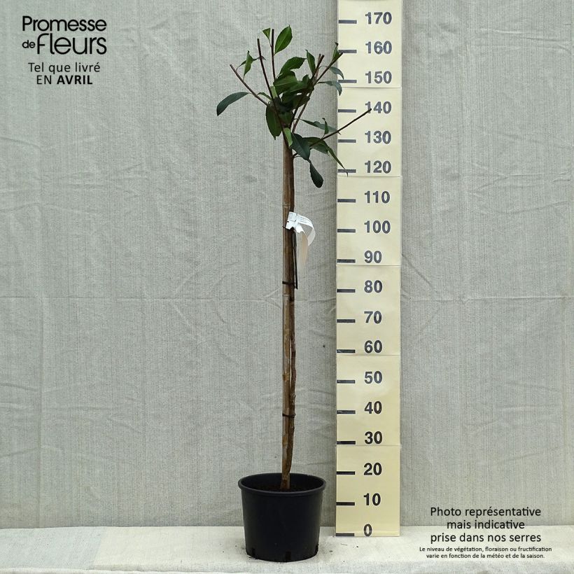 Exemplar von Rhaphiobotrya Coppertone - néflier hybride Pot de 10L tige wie im Frühjahr geliefert
