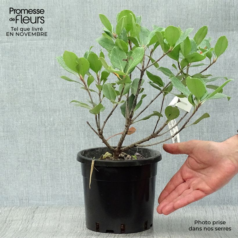 Exemplar von Rhaphiolepis indica Spring Time Topf mit 3L/4L wie im Herbst geliefert