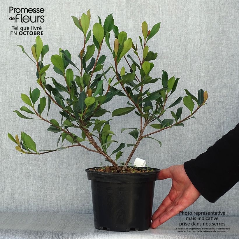 Exemplar von Rhaphiolepis delacourii Coates Crimson Topf mit 2L/3L wie im Herbst geliefert