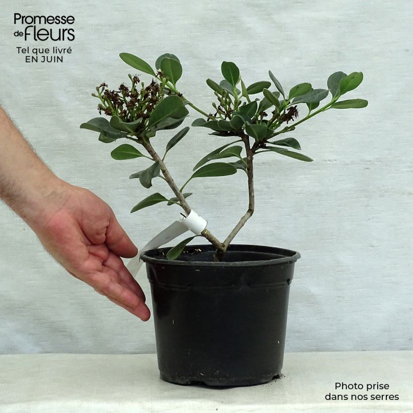 Exemplar von Rhaphiolepis umbellata Ovata Topf mit 2L/3L wie im Sommer geliefert
