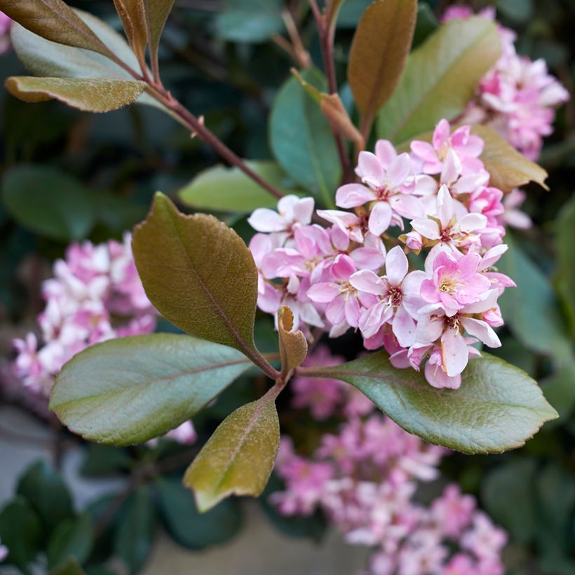 Rhaphiolepis indica Pink Cloud (Blüte)
