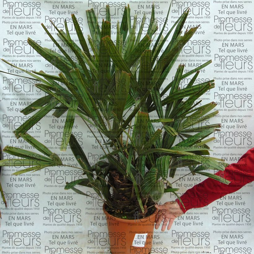 Beispiel eines Exemplars von Rhapidophyllum hystrix Topf mit 7,5L/10L wie geliefert
