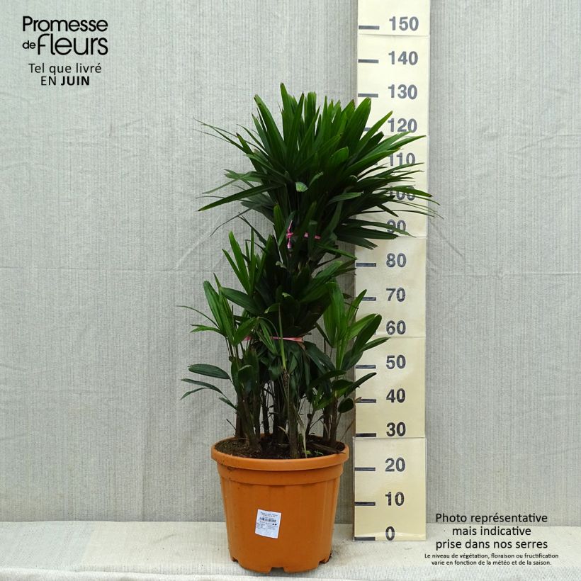 Exemplar von Rhapis excelsa Topf mit 7,5L/10L wie im Sommer geliefert