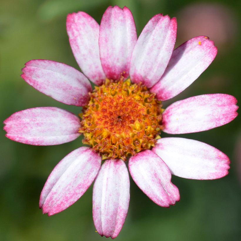 Rhodanthemum Marrakesh - Marokkanische Margerite (Blüte)