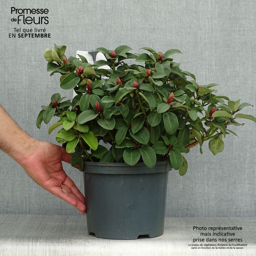 Exemplar von Rhododendron williamsianum Gartendirektor Glocker Topf mit 4L/5L wie im Herbst geliefert