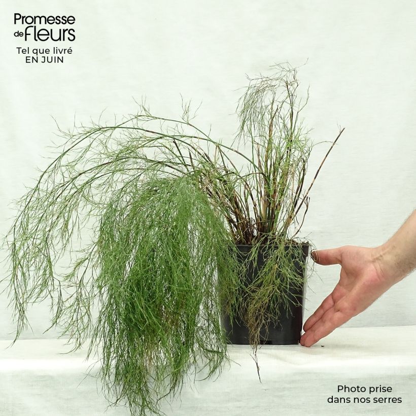 Exemplar von Rhodocoma gigantea - Restio Topf mit 2L/3L wie im Sommer geliefert