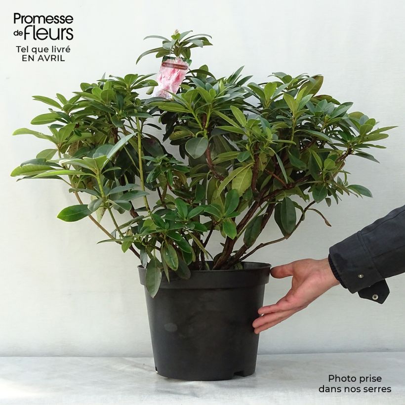 Exemplar von Rhododendron Albert Schweitzer Topf mit 7,5L/10L wie im Frühjahr geliefert